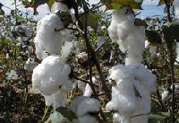 Indian Raw Cotton