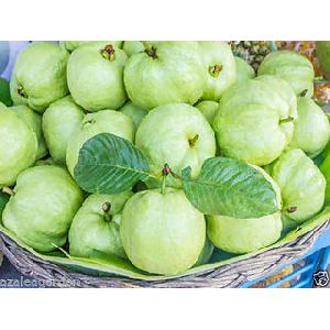 Fresh Thai Guava