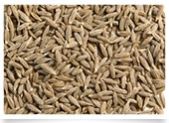 Cumin Seeds