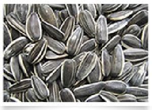 Grey Sunflower Seeds