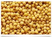 Yellow Mustard Seeds