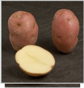 Lady Rosetta Potato