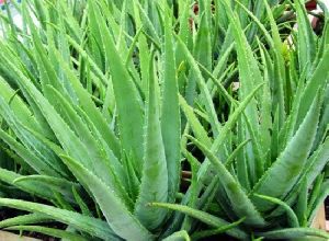 Aloe Vera Plant