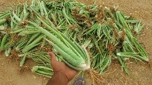 Aloevera Baby Plants