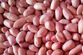 Groundnut Kernel