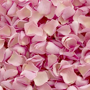 dry pink rose petals