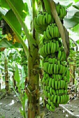 Banana Plants