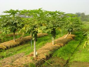 papaya plants