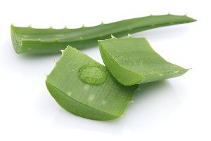 Fresh Aloe Vera Leaf