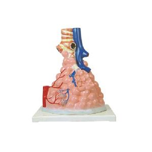 human anatomy model