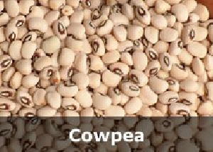 Organic Cowpea