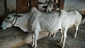 Live Tharparkar Cow