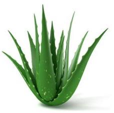 Aloe Vera Leaf