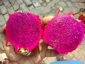 Dragon fruit