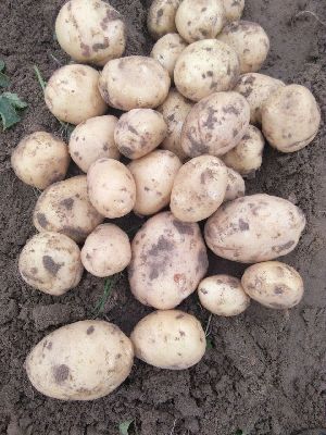 Fresh Potatoes