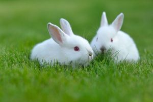 Rabbit Farming