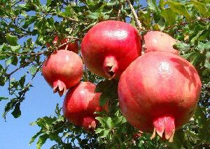 Indian pomegranate Fruit