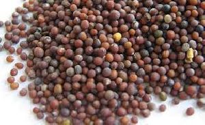 Kinal Black Mustard Seed