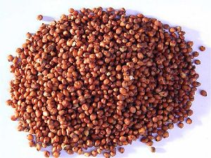 Red Sorghum