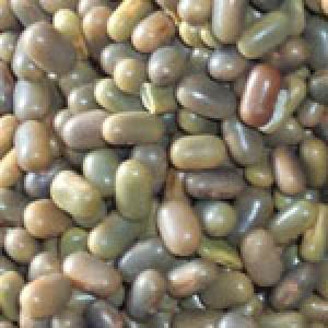 Sesbania Seeds of Best Quality