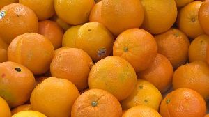 Fresh Orange