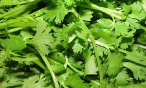 Fresh Coriander Leaves