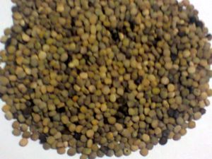 Chana Seeds