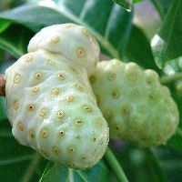 Morinda Citrifolia