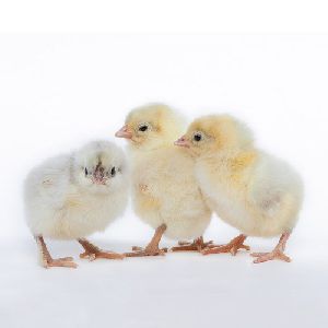 Broiler Chicks