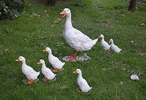 Pekin Ducklings