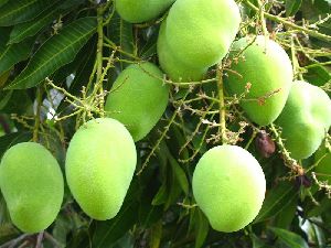 Kesar Mango Plants