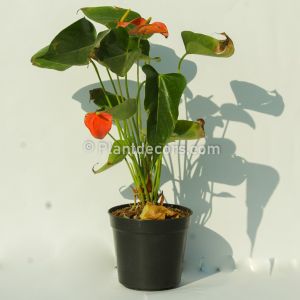 Anthurium