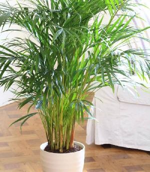 Areca Palm