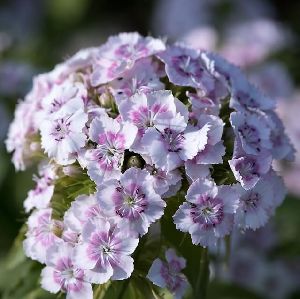 Dianthus Plant