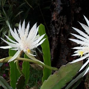 Epiphyllum Orchid Cactus