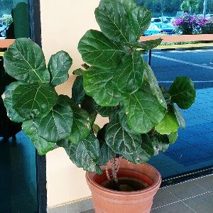 Fiddle Leaf Fig Plant