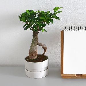 Grafted Ficus Bonsai Plant