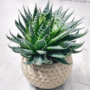 Haworthia in White Ceramic Pot