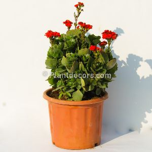 Kalanchoe blossfeldiana