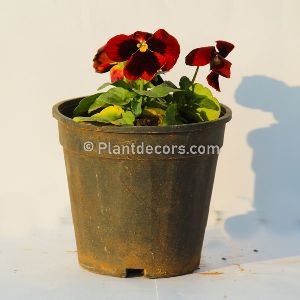 Pansy Plant Scarlet Red Blotch