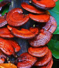 reishi mushrooms