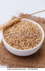 Barley Seeds