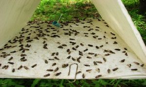 Pheromone lure Insect Traps
