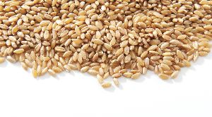 Wheat Seeds