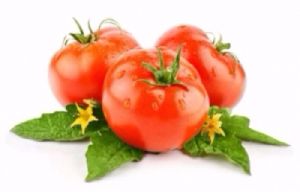 Lycopene (Lycopersicon) tomato