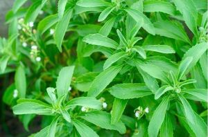 stevia leaf