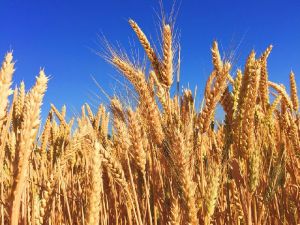 Barley Wheat Seeds