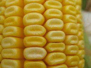 dent corn