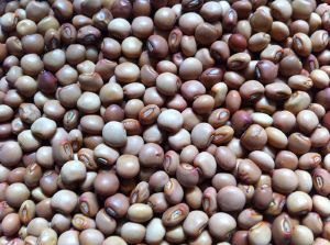 Pigeon Peas