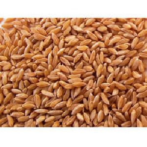 Sharbati Long Grain Wheat
